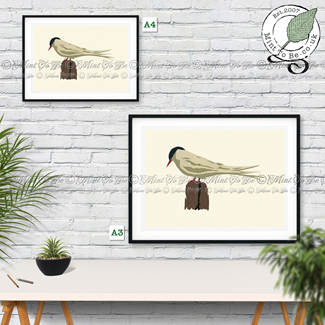 Arctic Tern Fine Art Print